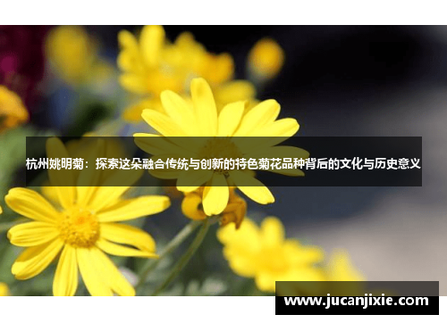 杭州姚明菊：探索这朵融合传统与创新的特色菊花品种背后的文化与历史意义
